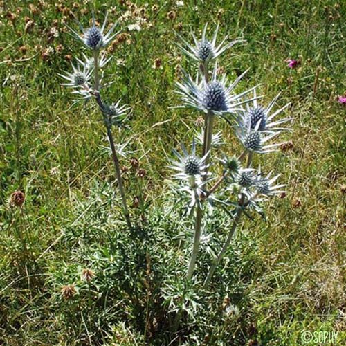 Panicaut de Bourgat - Eryngium bourgatii subsp. bourgatii