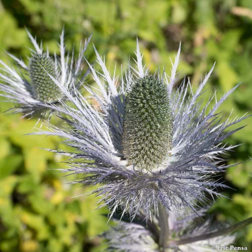 Panicaut des Alpes - Eryngium alpinum