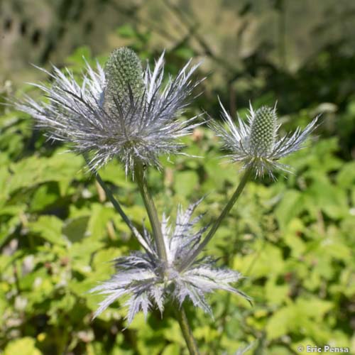 Panicaut des Alpes - Eryngium alpinum