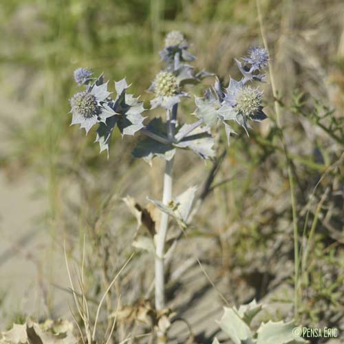 Panicaut maritime - Eryngium maritimum