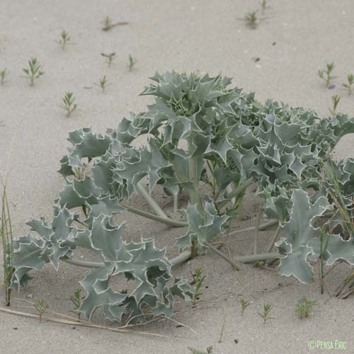 Panicaut maritime - Eryngium maritimum