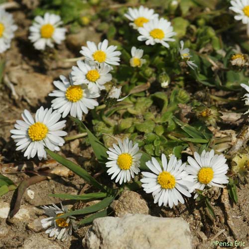 Pâquerette annuelle - Bellis annua