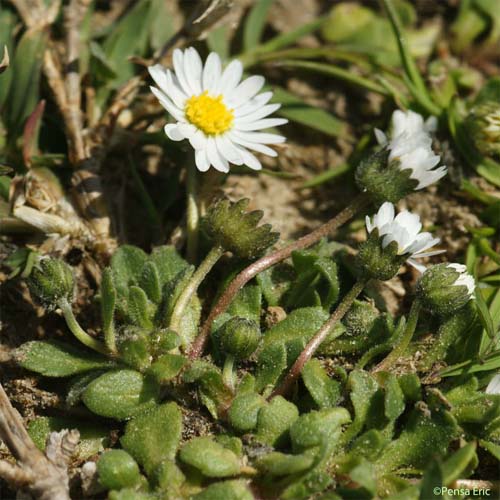 Pâquerette annuelle - Bellis annua