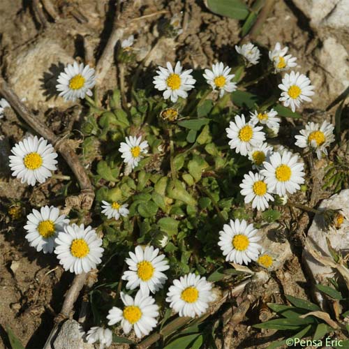 Pâquerette annuelle - Bellis annua