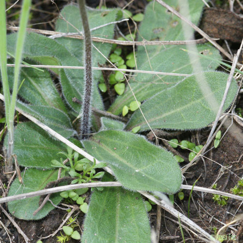 Pâquerette vivace - Bellis perennis