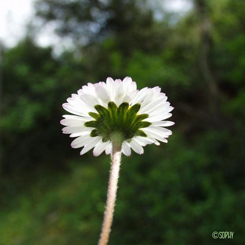 Pâquerette vivace - Bellis perennis