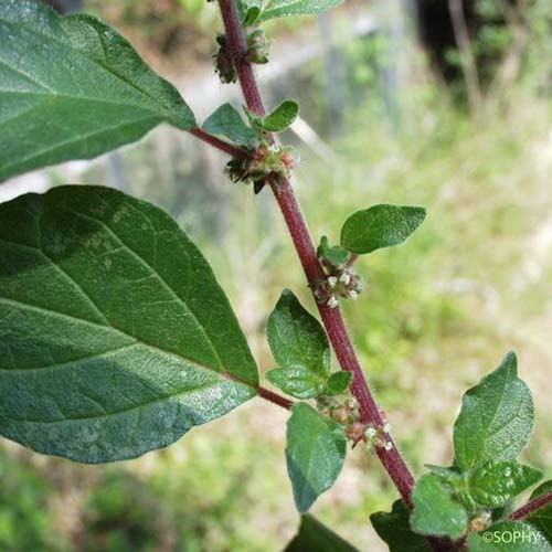 Pariétaire officinale - Parietaria officinalis