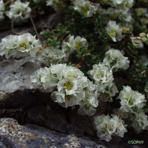 Paronyque à feuilles de Serpolet - Paronychia kapela subsp. serpyllifolia