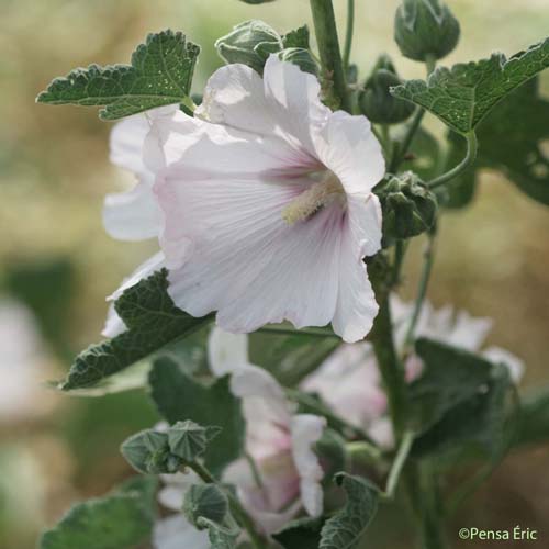 Passe-rose - Alcea rosea