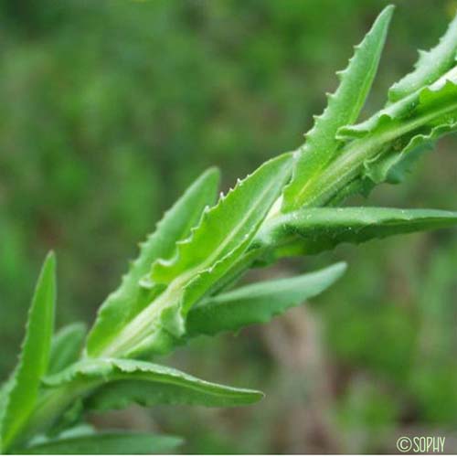 Passerage des champs - Lepidium campestre