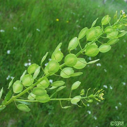 Passerage des champs - Lepidium campestre