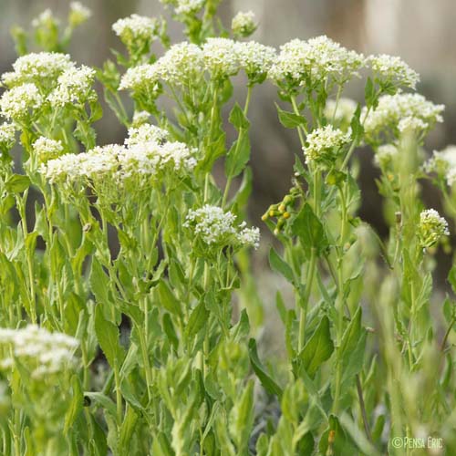 Drave passerage - Lepidium draba