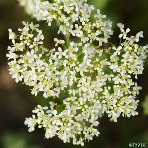 Drave passerage - Lepidium draba