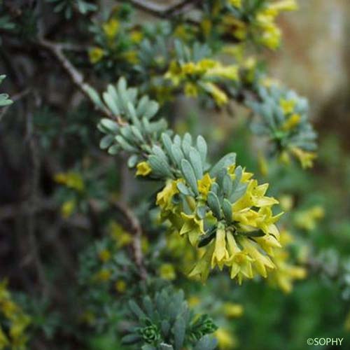 Passerine dioïque - Thymelaea dioica