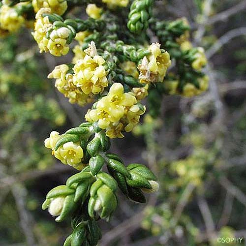 Passerine hérissée - Thymelaea hirsuta