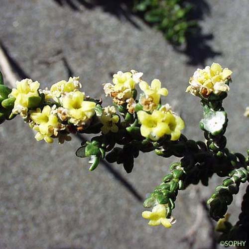 Passerine hérissée - Thymelaea hirsuta