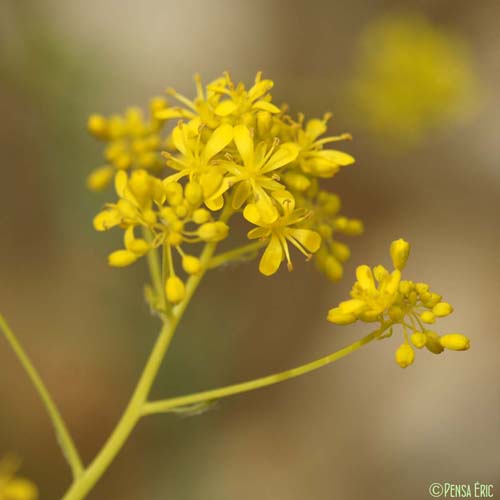 Pastel des teinturiers - Isatis tinctoria