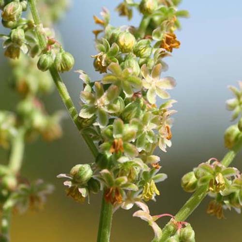 Patience intermédiaire - Rumex intermedius