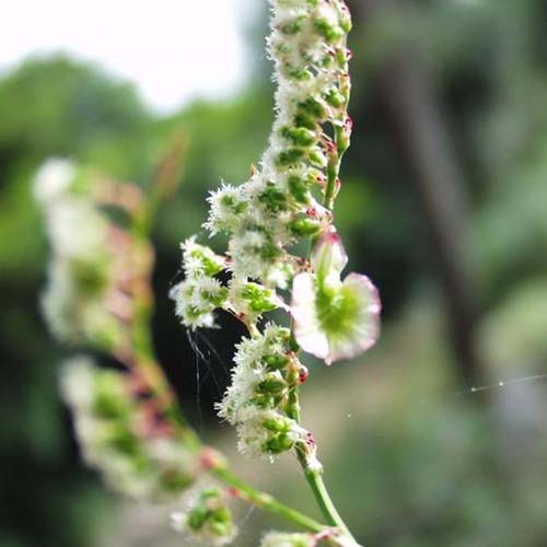 Patience intermédiaire - Rumex intermedius