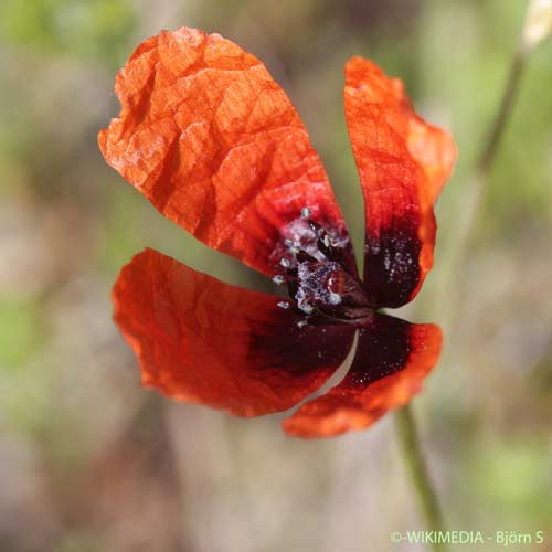 Pavot argémone - Roemeria argemone