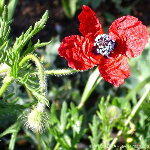 Pavot argémone - Roemeria argemone