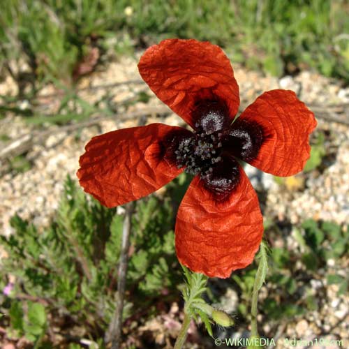 Pavot argémone - Roemeria argemone