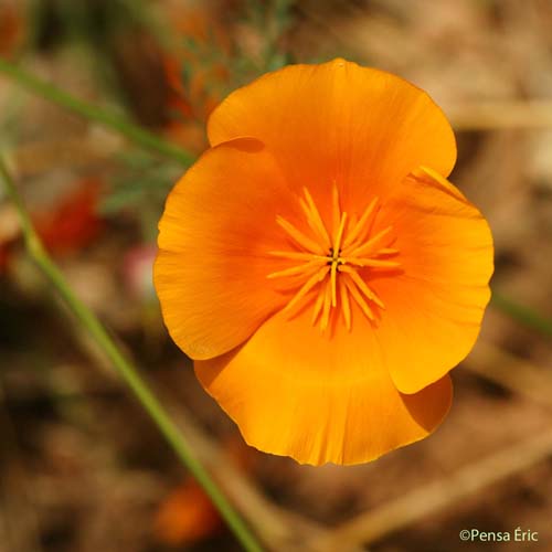 Pavot de Californie - Eschscholzia californica