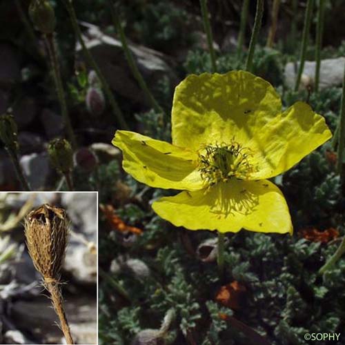 Pavot des Alpes - Papaver alpinum subsp. alpinum