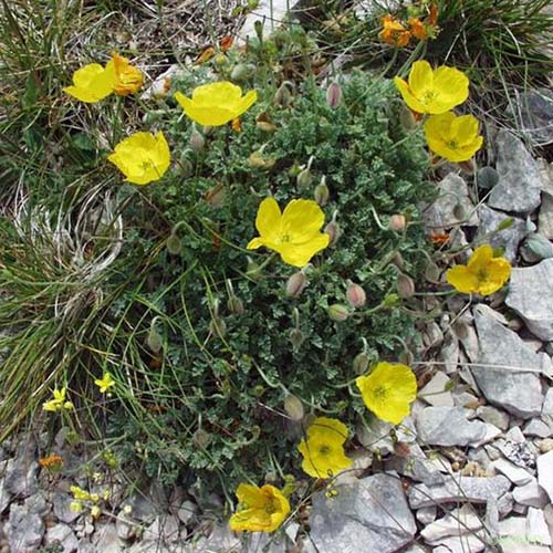 Pavot des Alpes - Oreomecon alpina subsp. alpina