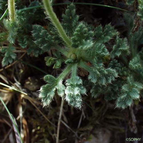 Pavot des Alpes - Oreomecon alpina subsp. alpina