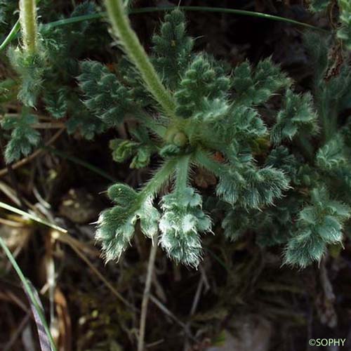 Pavot des Alpes - Papaver alpinum subsp. alpinum