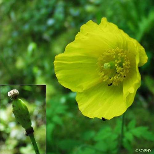 Pavot du Pays de Galle - Papaver cambricum