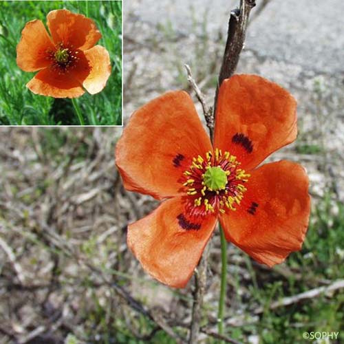 Pavot penné - Papaver pinnatifidum