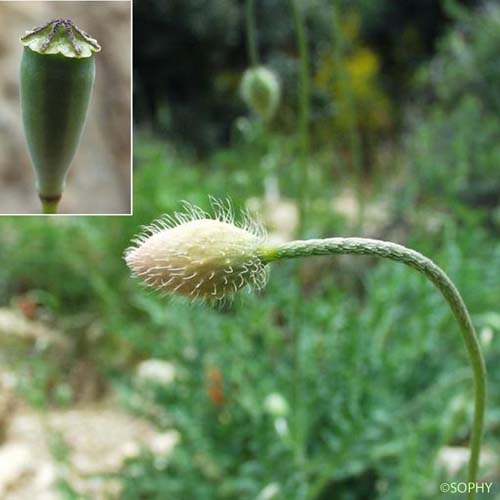 Pavot penné - Papaver pinnatifidum