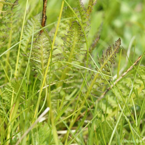 Pédiculaire à bec en épi - Pedicularis rostratospicata