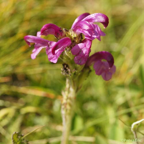 Pédiculaire arquée - Pedicularis gyroflexa