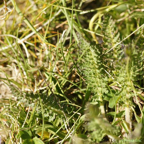 Pédiculaire arquée - Pedicularis gyroflexa