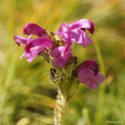 Pédiculaire arquée - Pedicularis gyroflexa