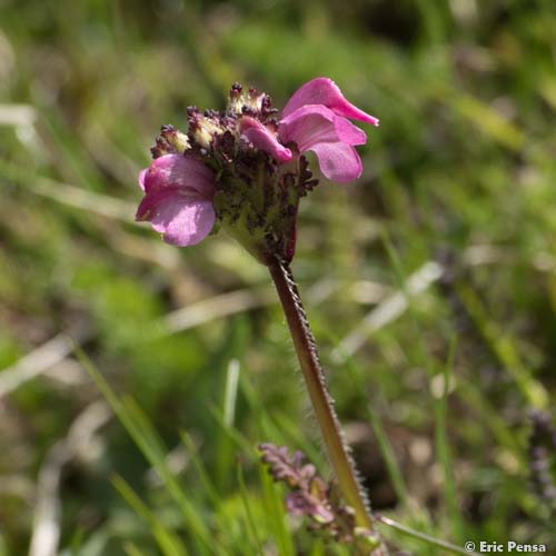 Pédiculaire des Pyrénées - Pedicularis pyrenaica