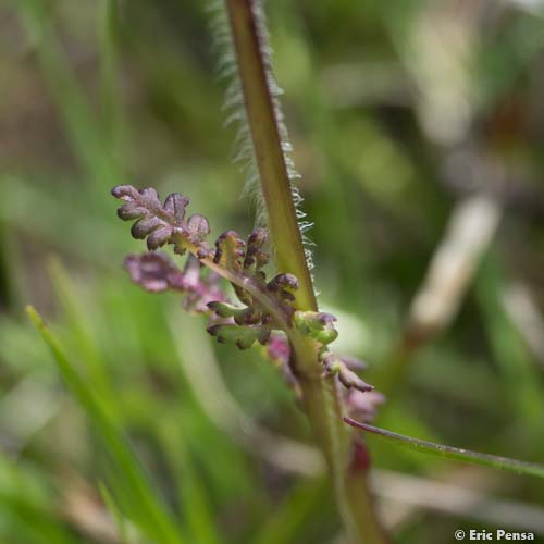 Pédiculaire des Pyrénées - Pedicularis pyrenaica