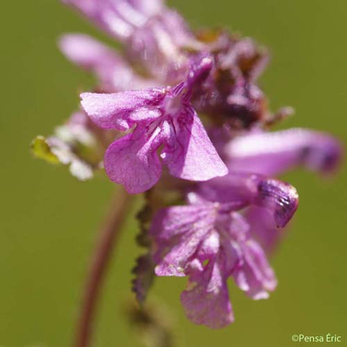 Pédiculaire mixte - Pedicularis mixta