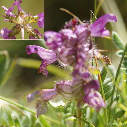 Pédiculaire mixte - Pedicularis mixta