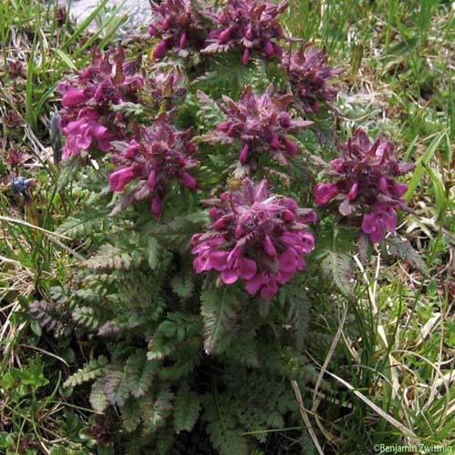 Pédiculaire verticillée - Pedicularis verticillata