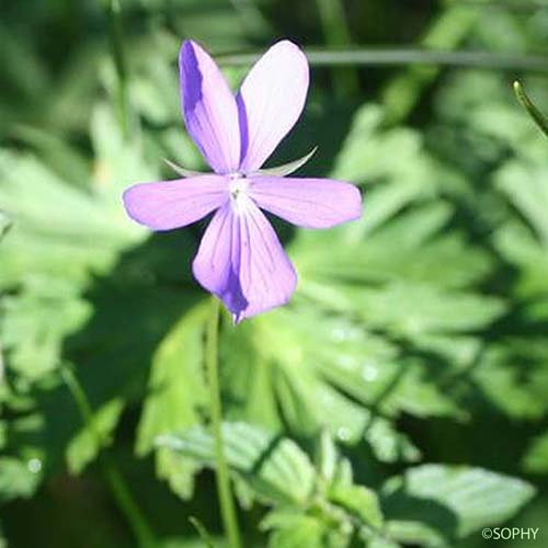 Pensée à cornes - Viola cornuta