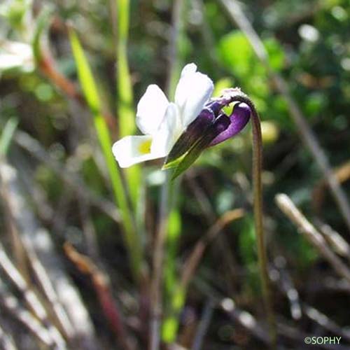 Pensée de Kitaibel - Viola kitaibeliana subsp. kitaibeliana