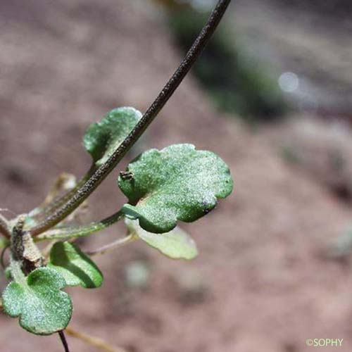 Pensée de Kitaibel - Viola kitaibeliana subsp. kitaibeliana