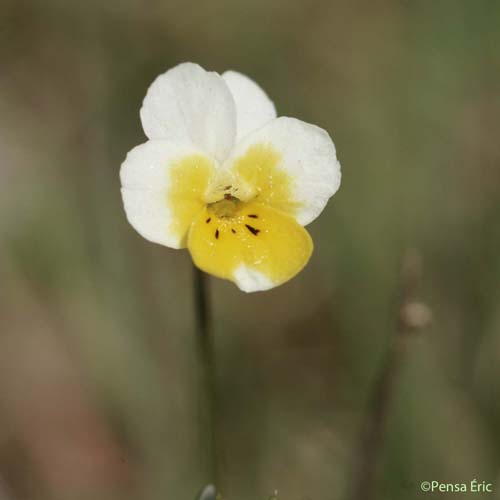 Pensée des champs - Viola arvensis var. arvensis