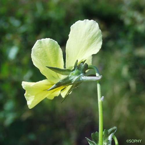 Pensée des Vosges - Viola lutea subsp. lutea