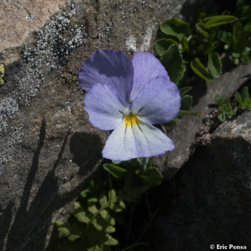 Pensée éperonnée - Viola calcarata