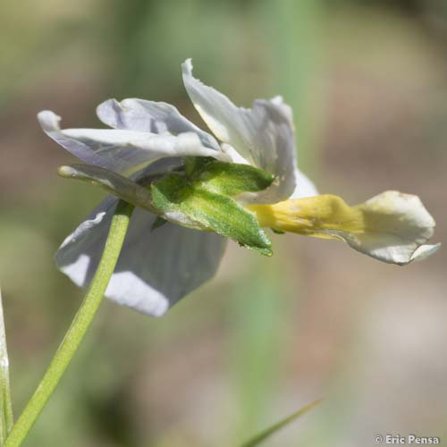 Pensée éperonnée - Viola calcarata